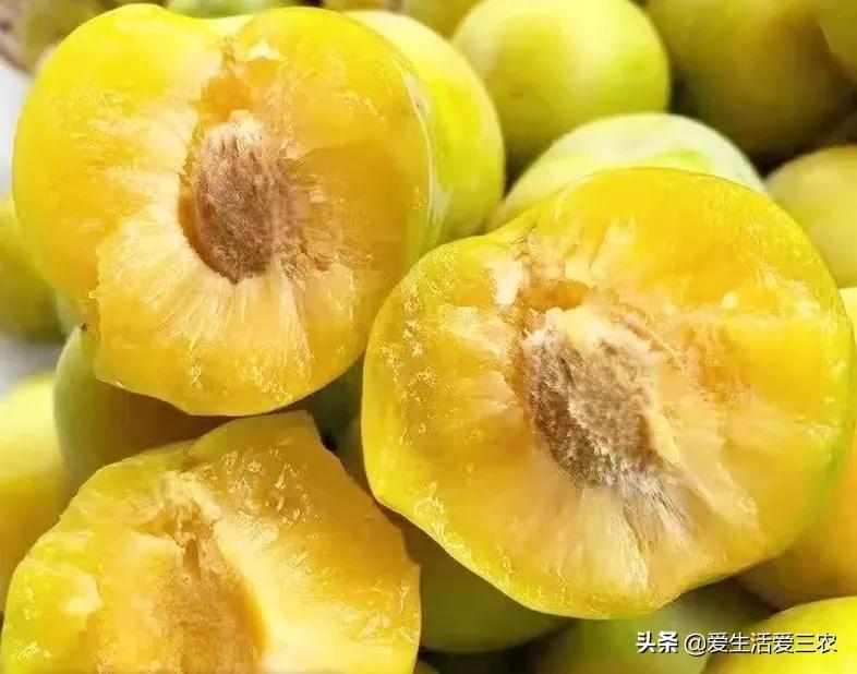 新致富项目种植(种植什么赚钱而简单)