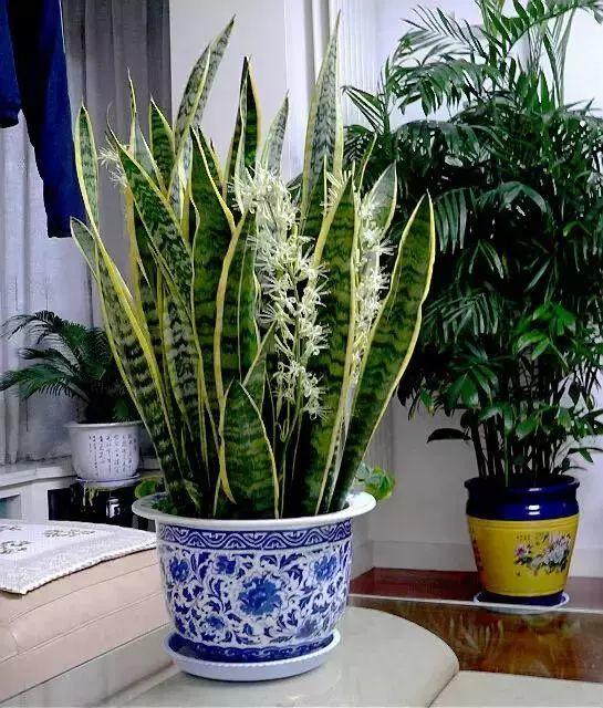 铁树开花的寓意和象征意义，铁树开花寓意和象征意义是什么（老人常说“7树开花）