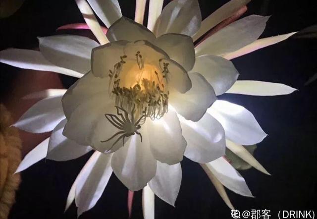 荷花的外貌特征，荷花的外貌特征怎么写（这花平时丑的没人看）