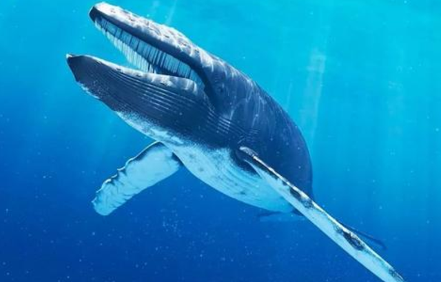 关于鲸鱼重量介绍,鲸鱼有多重(鲸鱼重量可达200吨)