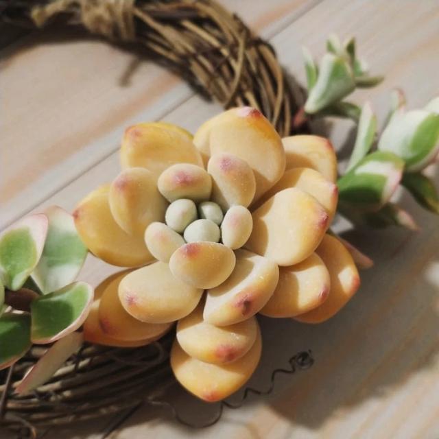 香皂花是什么材质做的，肥皂花是什么材料的（最适合懒人养的花）