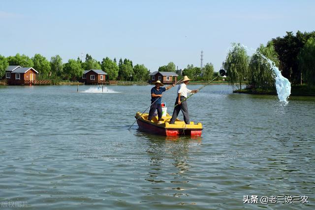 鲤鱼的养殖方法，家庭养鲤鱼怎么养（这些方法简单易学效果好）