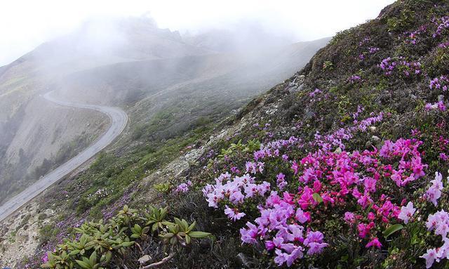 小叶杜鹃花的养殖方法是什么，小叶杜鹃花怎么养家庭养法（“高山杜鹃”更是名贵）