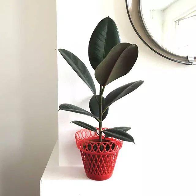 办公室应该放什么盆景，办公室应该放什么盆景好（7种特适合在办公室里生存的室内盆栽植物）