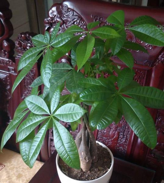 发财树的养殖方法，发财树的养殖方法和注意事项盆景怎么修剪