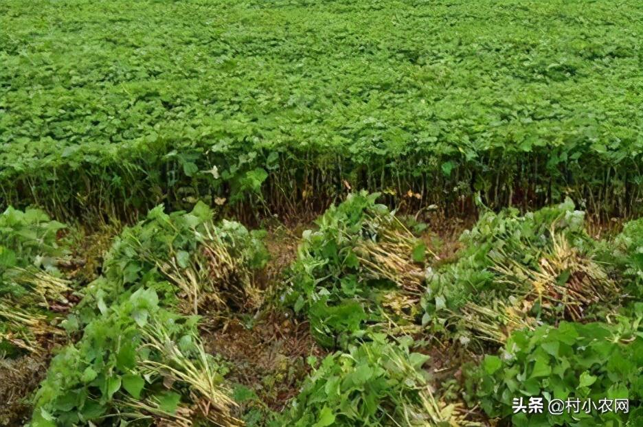 农村种植好项目(大棚养殖项目有哪些)