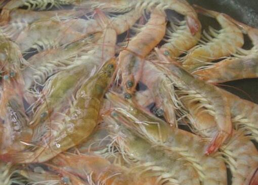 图片[4]-【白灼虾】做法步骤图 吃又美味的大酒店的味道来了-起舞食谱网