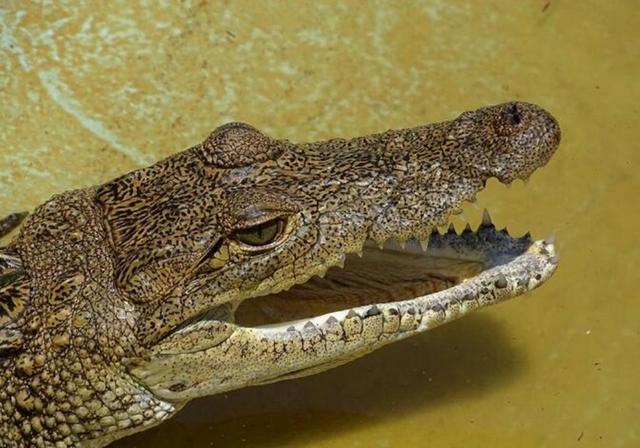 宠物鳄鱼的饲养方法，家养宠物鳄鱼怎么养（觉得吃肉够营养了吗）