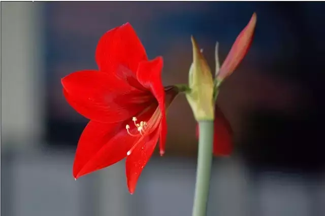 各种花开放的时间（100种常见花的花开时间附图）
