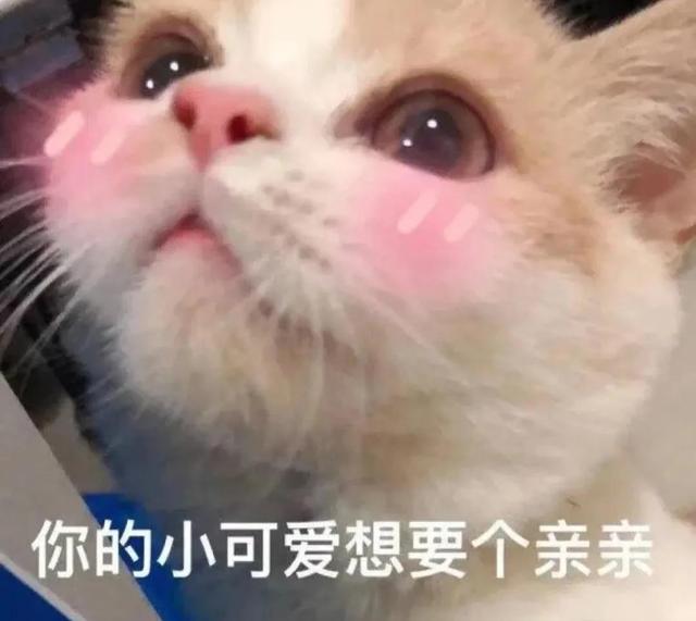 一对可爱狗狗表情包图集，情侣专用狗狗猫猫可可爱爱沙雕表情包