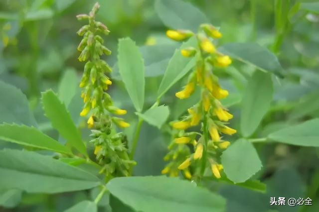 地被植物，常绿植物、地被及其他篇（地被植物名词解释）