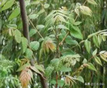 碱蓬菜的功效与作用，碱蓬的功效与作用（山野菜大全）