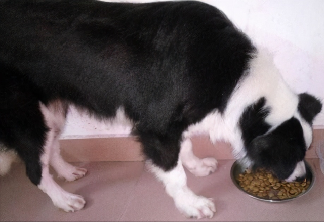 边牧犬多少钱一只幼崽，边牧犬幼崽多少钱一只（养一只边牧需要多少钱）