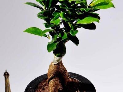 人参榕盆栽养护方法，人参榕盆栽养护方法视频（人参榕盆景的换盆方法）