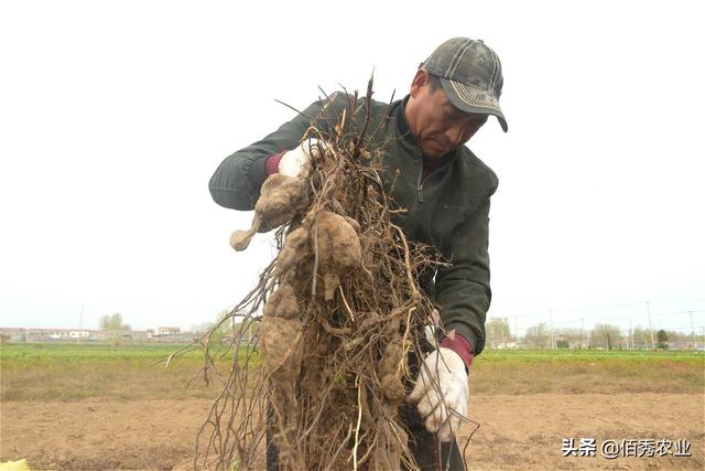 千年何首乌真实存在吗，人工种植产量堪比红薯