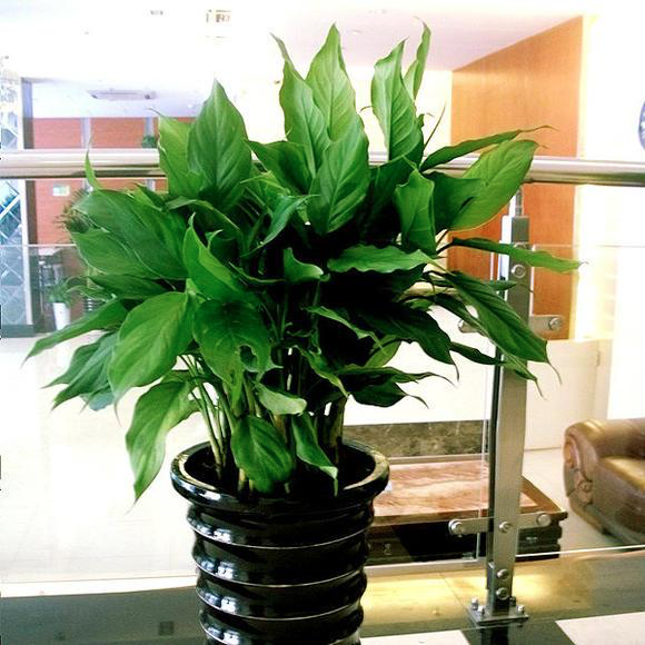 万年青的养殖方法，盆栽万年青的养殖方法（万年青种植的方法这么简单）