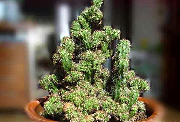 仙人山养殖方法，家里千万不要养仙人山（“仙人山”类仙人掌）