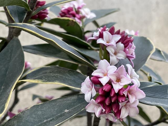 金边瑞香怎么养开花，金边瑞香怎么养开花好（“一多二勤”要牢记）