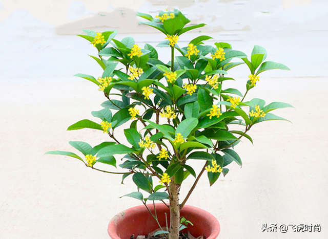 四季桂花放在客厅好吗 桂花如何养殖，四季桂花放在客厅好吗（五个桂花品种中的佼佼者）