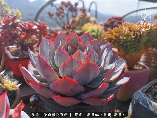 晴天橙子可爱头像微信，晴天橙子可爱头像（有多少次的会心一笑，全因多肉）