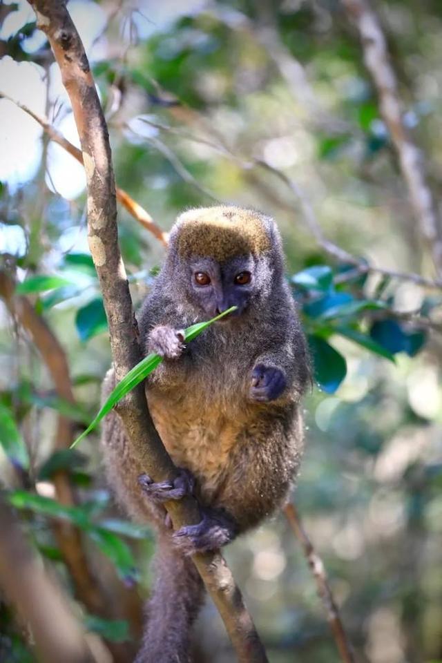 常见的猴子有哪些种类，猴子都有什么种类（但种群已濒临灭绝的边缘）