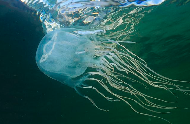 世界上最毒的水母，十种危险水母（澳大利亚箱形水母为什么会是全球最毒生物）