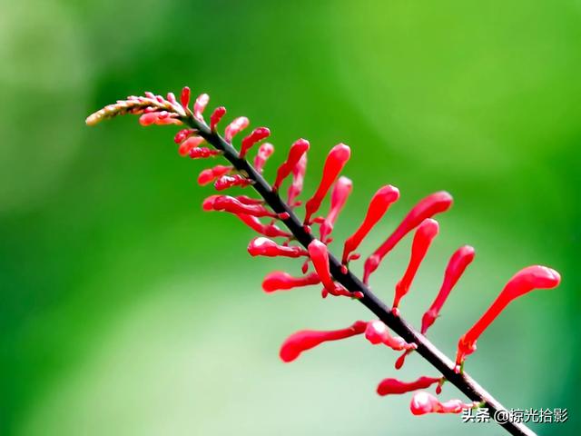 花卉图片大全及花名，常见花卉图片及名称（20种花卉的图片）