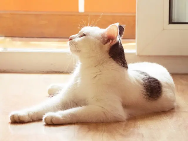 公猫不绝育会怎么样，公猫不做绝育会怎样（如果不给猫咪做绝育）