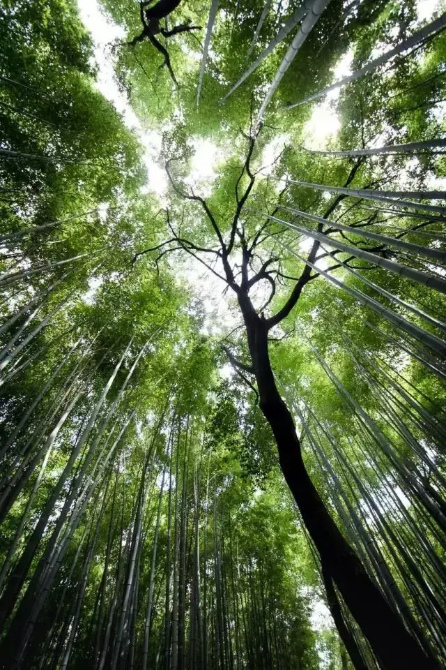 为什么竹子属于草，为什么竹子属于草本植物（植物小知识，竹子是树吗）