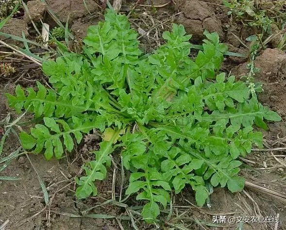 野荞麦根和乌鸡蛋煮，野荞麦根和乌鸡蛋煮水的功效（农业科普：53种野菜）