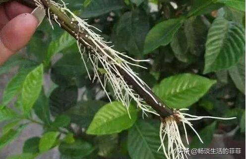 求生根粉使用方法，生根粉正确使用方法（生根粉要怎么用才能效果好呢）