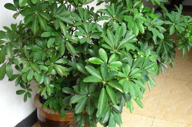 鹅掌木叶子发黄发黑脱落怎么回事，鹅掌木叶子发黄的原因及解决方法（3种“情况”及时解决）