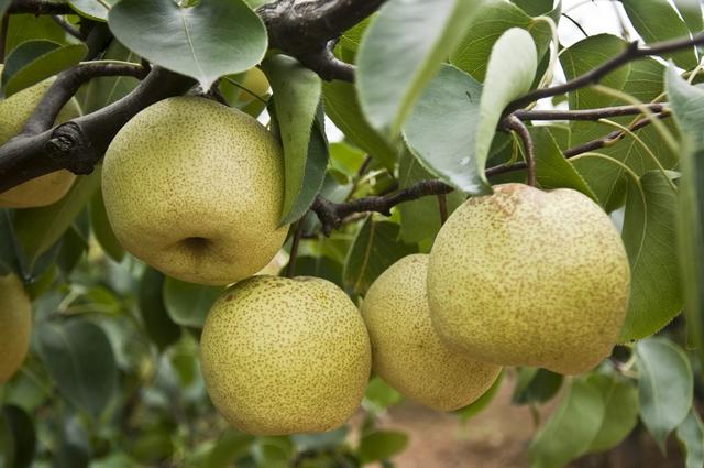 鸭梨是哪里的特产，鸭梨是哪里的特产梨（请认准这8个产地）