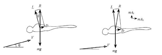 蜻蜓有几对翅膀，蜻蜓有几对翅膀几条腿几对触角（作为昆虫界优秀的飞行员）