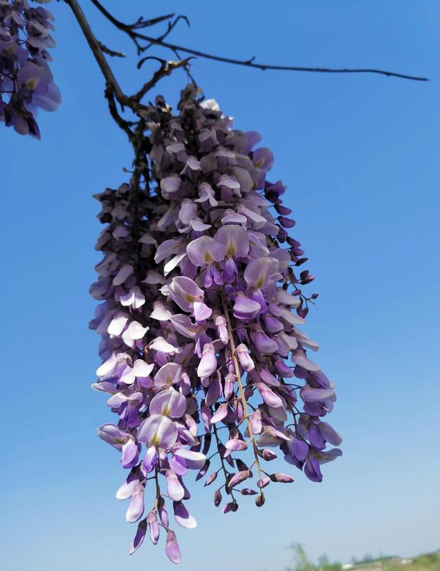 紫藤花的寓意是什么，林疑彩凤来。流霞绛紫虹叠瀑
