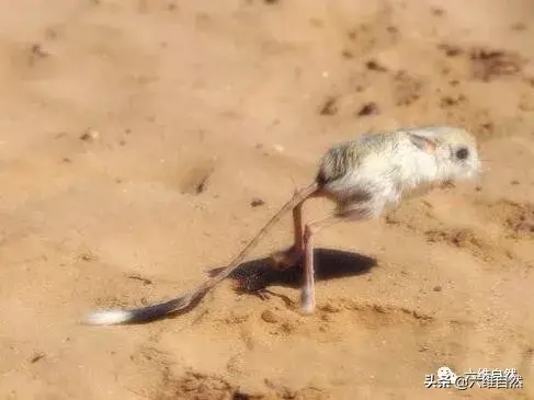 沙漠里的跳鼠为什么善跑善跳，沙漠长耳跳鼠（具有强大跳跃能力的鼠类）