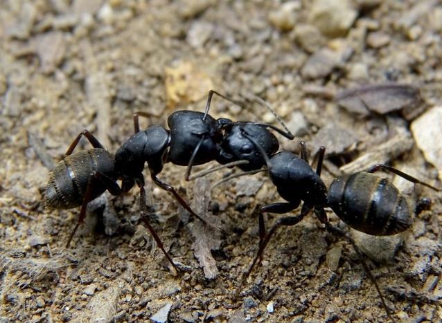 中国蚂蚁的种类有哪些，蚂蚁的种类什么我国就有600余种（而且动不动打群架）
