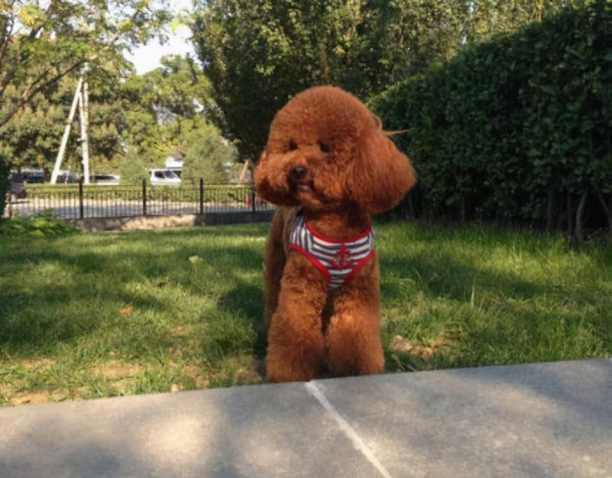 泰迪狗5个月是是小型犬吗，五个月的小泰迪（你家泰迪相当于人类几岁）