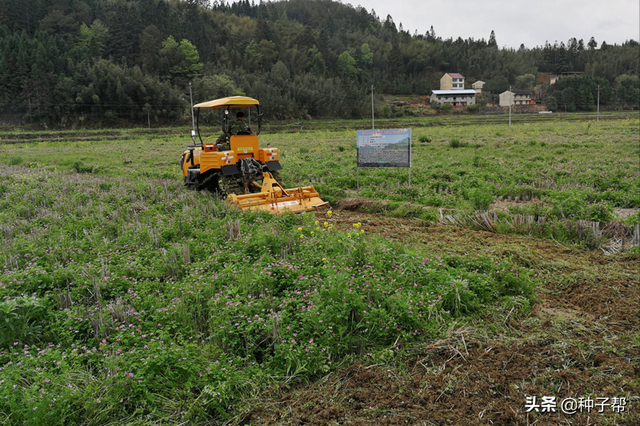 紫云英种子价格，紫云英种子目前价格多少（紫云英国标种子亩用量多少）