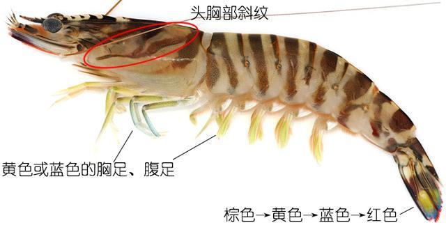 北极甜虾和普通虾的品种区别，如何鉴别对虾、罗氏虾、北极甜虾……一文解决“虾”认识