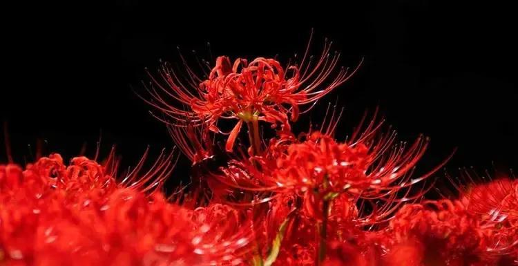 十种招鬼的花(象征黑暗的十大地狱恶魔之花) - 生活常识 - 旭辉网