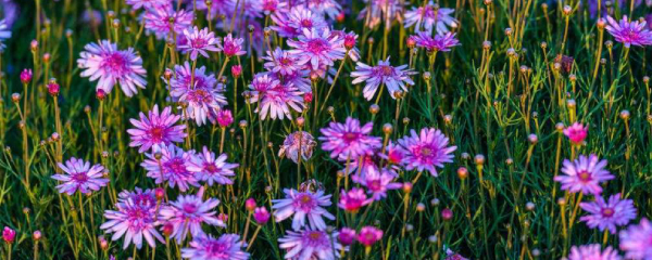 玛格丽特花怎么养，玛格丽特花怎么养殖（玛格丽特花如何种植及花期管理）