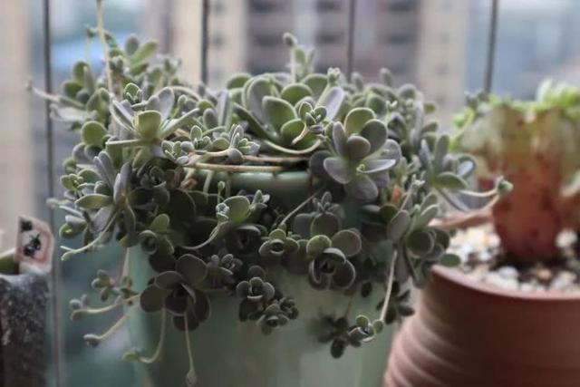 丸叶松绿怎么养，丸叶松绿的叶子可用来繁殖吗（养多肉，记名字，预防老年痴呆）