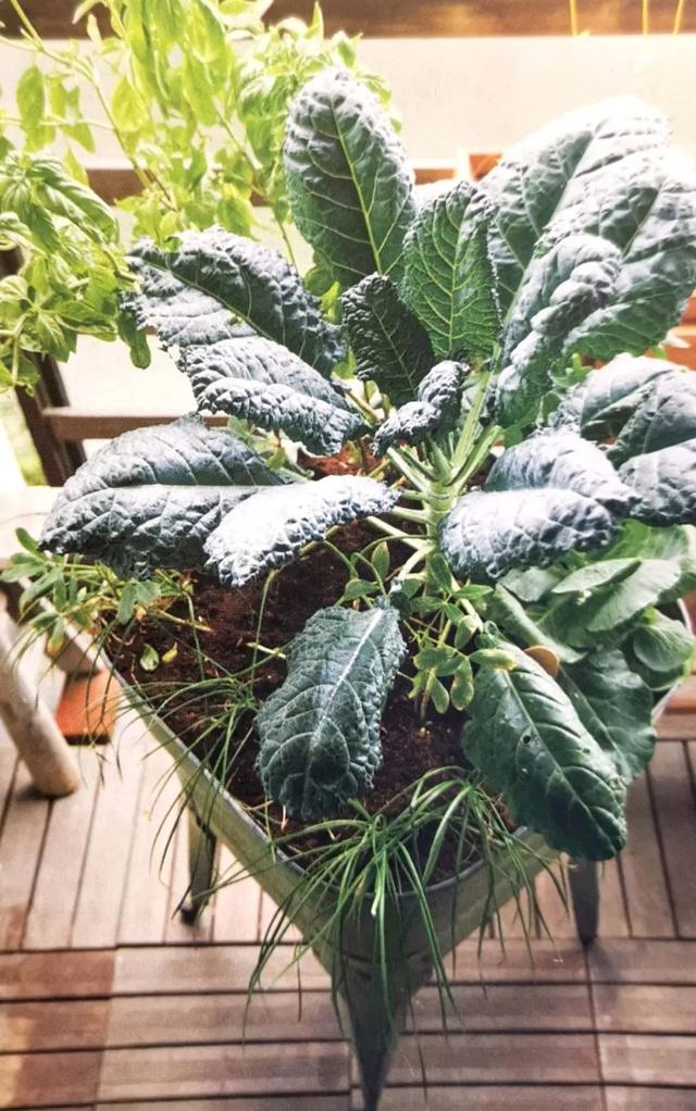 百里香和迷迭香的区别，百里香和迷迭香的区别调料（适合阳台盆栽的蔬菜混种搭档）