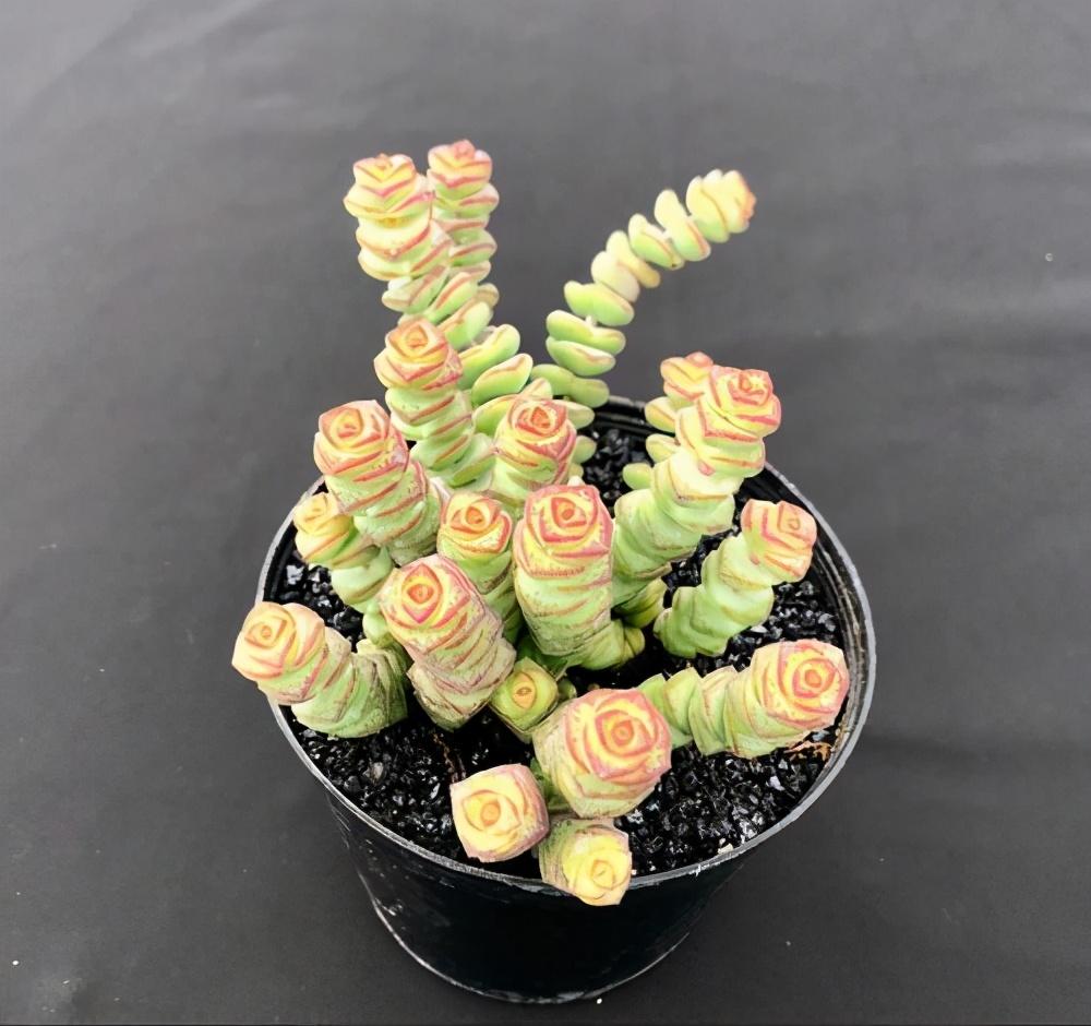 钱串很像的多肉(钱串子多肉有几个颜色)-柯彬网