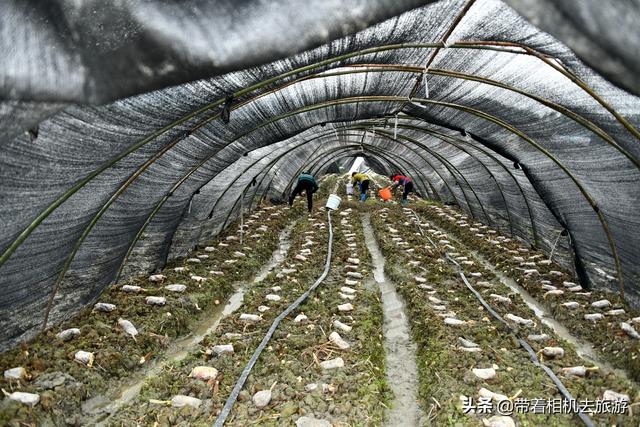 阳雀菌怎么做好吃,阳雀菌怎么吃最好(原来只能吃山上的) 阳雀菌怎么做好吃,阳雀菌怎么吃最好(原来只能吃山上的)