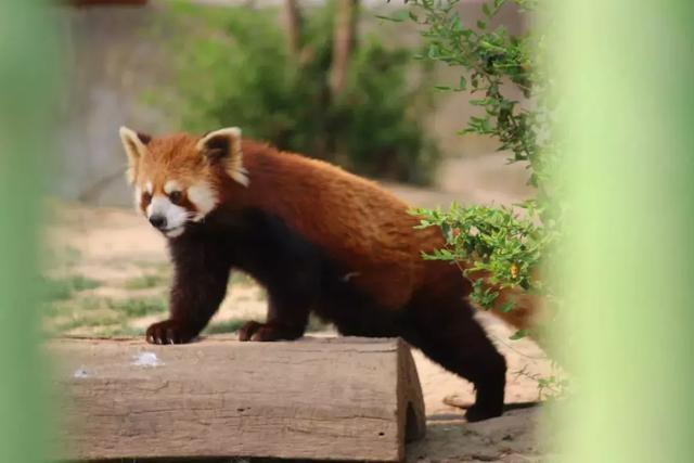 小熊猫和小浣熊有什么区别,小浣熊跟小熊猫的区别(拥有可爱气息的小