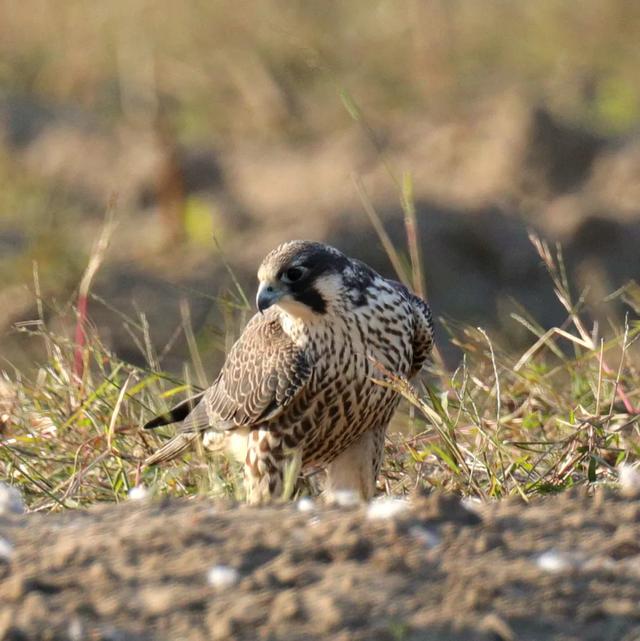 隼是什么鸟，生物演化史上的速度巅峰（隼是什么鸟吃什么食物）