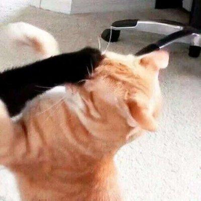 逗比头像，搞笑情头！！微信，逗比头像，搞笑情头！！（2019搞笑一左一右动物情侣微信头像）