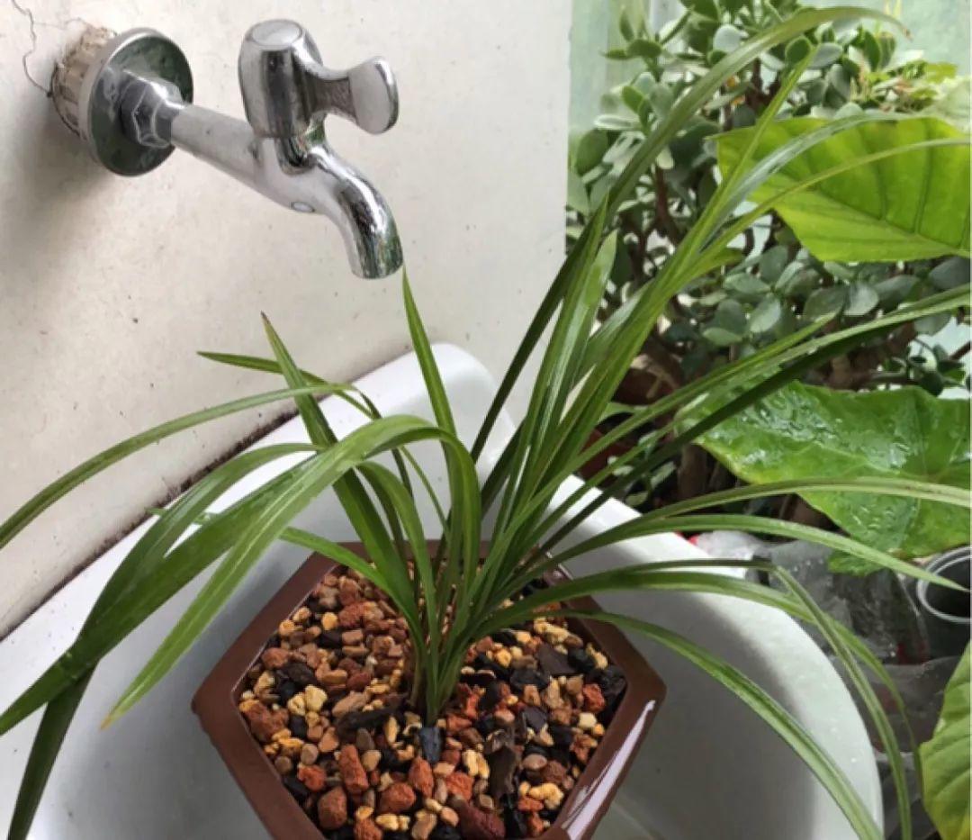 兰花什么时候开花，兰花开花时间（兰花最全养护要点）